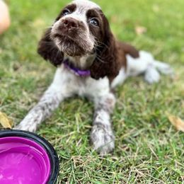 English Springer Spaniel Puppies from Mossy Creek Springers