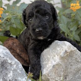 Shadow - Black male Miniature Schnauzer puppy in Silver Creek, Mississippi from Mamie’s Minis, LLC