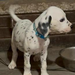 Light blue collar boy - White and black male Dalmatian puppy in Toledo, Ohio from Exquisite Dalmatians & Standard Poodles
