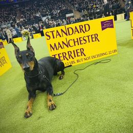 Manchester Terrier All Grown Up from Noble Kennels Standard Manchesters