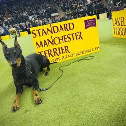 Manchester Terrier All Grown Up from Noble Kennels Standard Manchesters