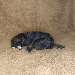 Poodle Puppies from Hatch & Homestead LLC