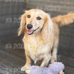 Winnie - Dachshund