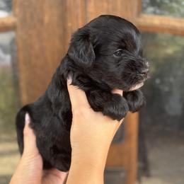 Vicki - Black female Miniature Schnauzer puppy in Mobile, Alabama from Bearded Besties of Alabama
