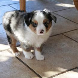 Dasher - Blue merle male Toy Australian Shepherd puppy in Albia, Iowa from J Bar M Toy and Mini Aussies