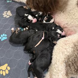 Girl 6 - Tri-color female Bernedoodle puppy in Gentry, Arkansas from WWBar Bernedoodles