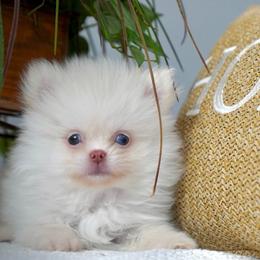 Nimbus - Cream male Pomeranian puppy in Santa Clarita, California from Hollywood Mini Pets