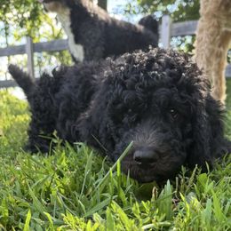 Cosmo - Black male Bernedoodle puppy in Clarksburg, Massachusetts from Heaven Sent Doodles of MA