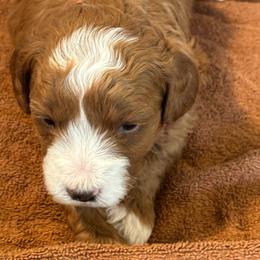 Red Collar Girl - Red  female Goldendoodle puppy in Colorado Springs, Colorado from Pikes Peak Doodles