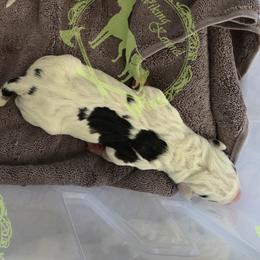 Robusta - Harlequin male Great Dane puppy in Cheyenne, Wyoming from Viking Kennel