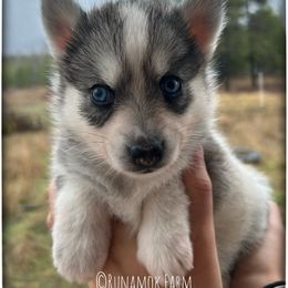 Runamok All That Glitters (aka Goldie) - Wolf sable female Pomsky puppy in St. Maries, Idaho from Runamok Farm