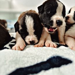 Saint Bernard Puppies from Southern Saints