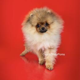 Pomeranian Puppies from Candy Shop Poms