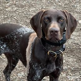 German Shorthaired Pointers from Ridgecrest Bird Dogs