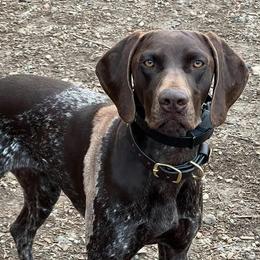 German Shorthaired Pointers from Ridgecrest Bird Dogs