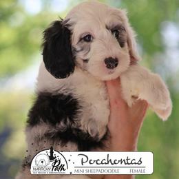 Pocahontas - Blue merle and white female Sheepadoodle puppy in Cleveland, Tennessee from Narrow Path Old English & Sheepadoodles