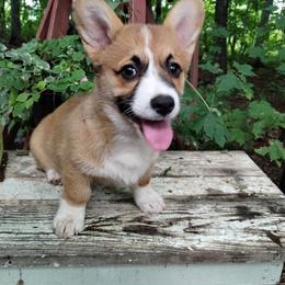 Sweet Pea - Red female Pembroke Welsh Corgi puppy in Forestville, Wisconsin from Bottom Of the Thumb Pembroke Corgis