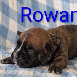 Rowan - Brindle male Boxer puppy in New Holland, Pennsylvania from Shady Rill puppies