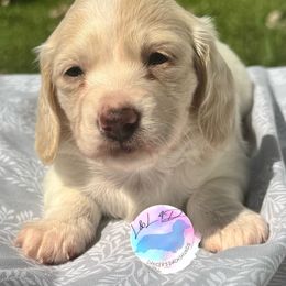 Girl 1 - Cream female Dachshund puppy in Houston, Texas from L&L 4D Dancer’s Dachshunds