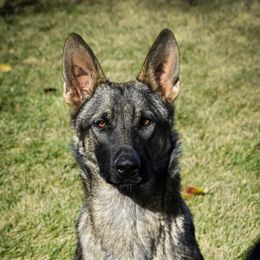 Elsie - German Shepherd