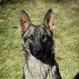 Elsie - German Shepherd