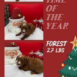 Forest - Red  male Goldendoodle puppy in Wayland, New York from Loris Pampered Pooches💕