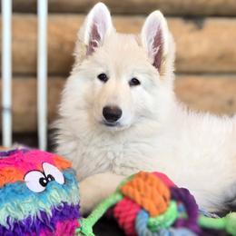 Reba - White female Shiloh Shepherd puppy in Anza, California from Stunning Shiloh Shepherds