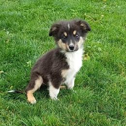 Earl - Black tri male Miniature Australian Shepherd puppy in Kettle Falls, Washington from Ellie's Miniature Australian Shepherds