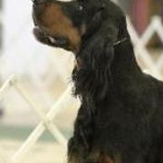 Gordon Setters from Wagland Gordon Setters