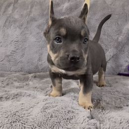 Edgar - Blue tri-color male American Bully puppy in Fairbanks, Alaska from Alaska Rose Kennels