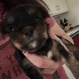 TBD - Black and tan Yorkshire Terrier puppy in Raytown, Missouri from The Yorkie Playpen