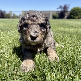 Bernedoodle Puppies from Burbank Bernedoodles