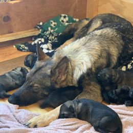 German Shepherd Puppies from DogSmith Purebreds