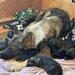 German Shepherd Puppies from DogSmith Purebreds