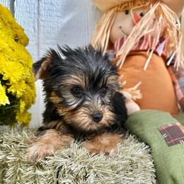 Midnight - Black and tan male Yorkshire Terrier puppy in South Coffeyville, Oklahoma from Nicki's Yorkies
