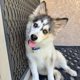 Love bug - Gray and white female Pomsky puppy in La Verne, California from Red Cedar Pomskies