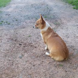 American Corgi and Pembroke Welsh Corgi Puppies from Corgi Daze
