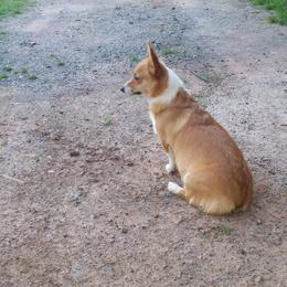 American Corgi and Pembroke Welsh Corgi Puppies from Corgi Daze