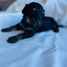 Igor - Black phantom male Aussiedoodle puppy in Berrien Spring, Michigan from Red Bud Beautiful Doodles
