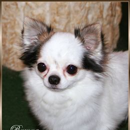 Brenna - Chihuahua