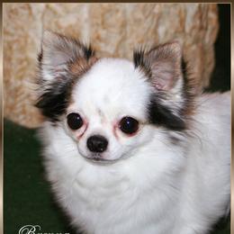 Brenna - Chihuahua