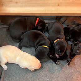 Labrador Retriever puppies from Butlertown Labs
