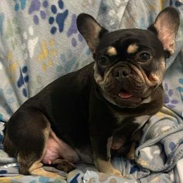 French Bulldogs from HTX Crew Frenchies