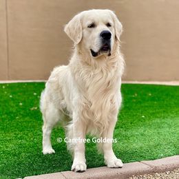 Golden Retrievers from Ironwood Carefree Goldens