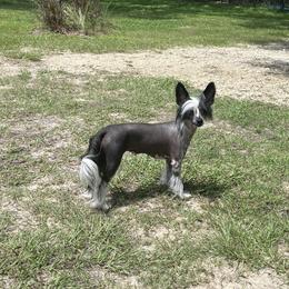 Mimi - Chinese Crested