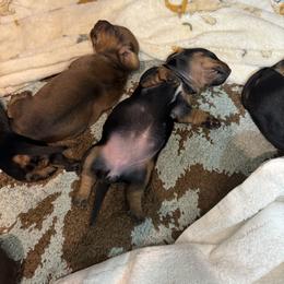 Dachshund Puppies from The dachshunds