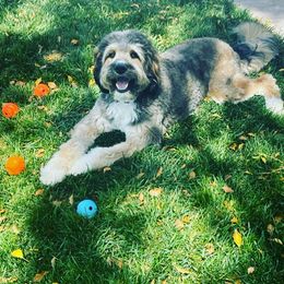 Bernedoodle All Grown Up from Fife and Wife Ranch LLC