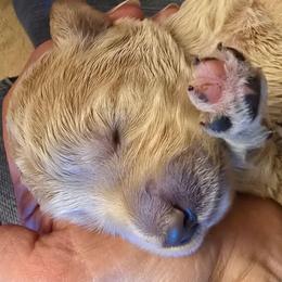 Itsy - Apricot female Goldendoodle puppy in Neillsville, Wisconsin from Granton Creek
