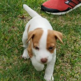 Boy 4 - Tan and white Jack Russell Terrier puppy in California from Kimberlite