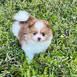 Biscuit - Chocolate and tan male Pomeranian puppy in Green Cove Springs, Florida from Natasha's Ark of Joy